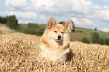 CHIEN FINNOIS DE LAPONIE 079